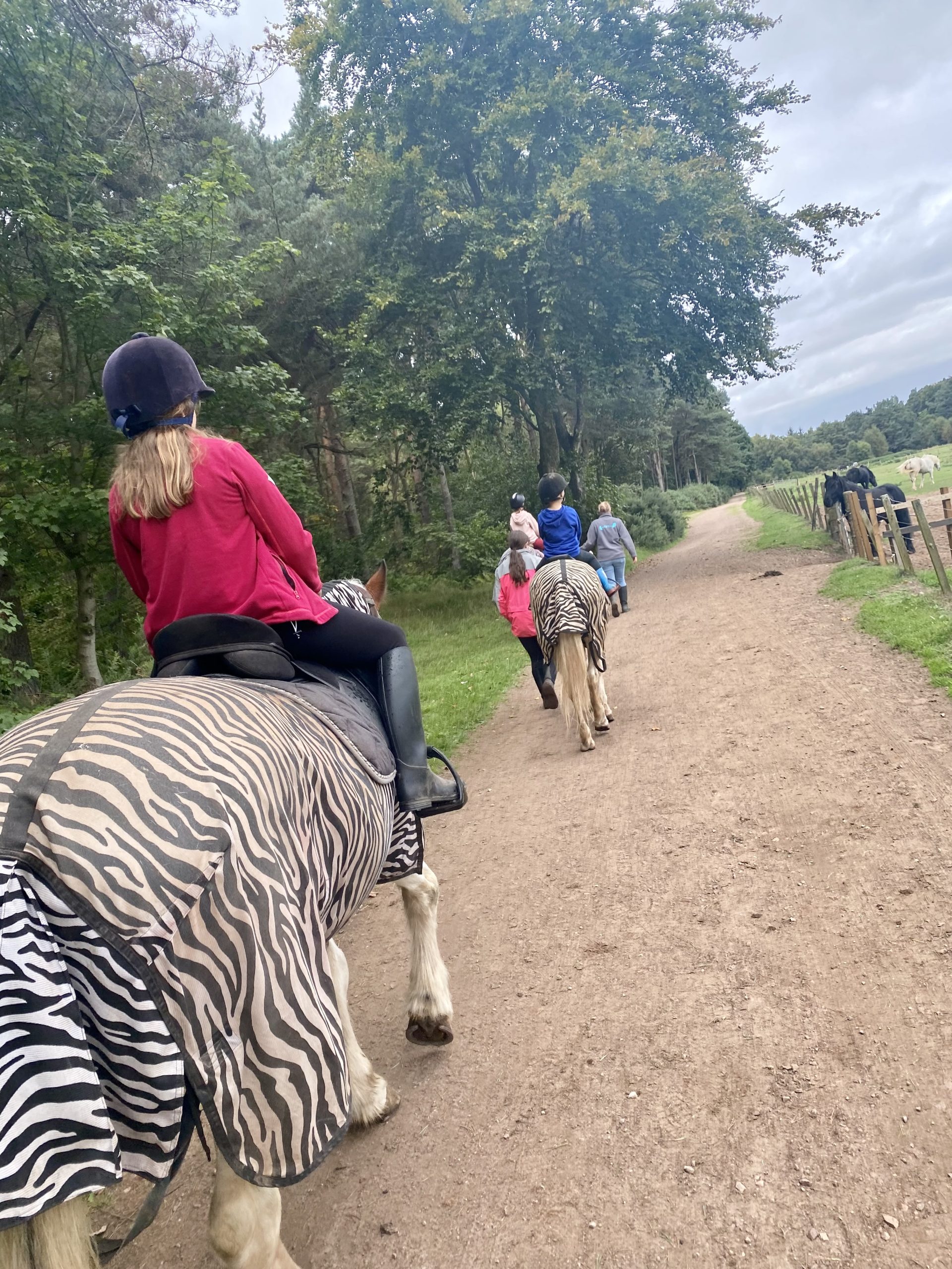 Kinshaldy Riding Stables – Pony Rides, Hacking, Lessons and much more!