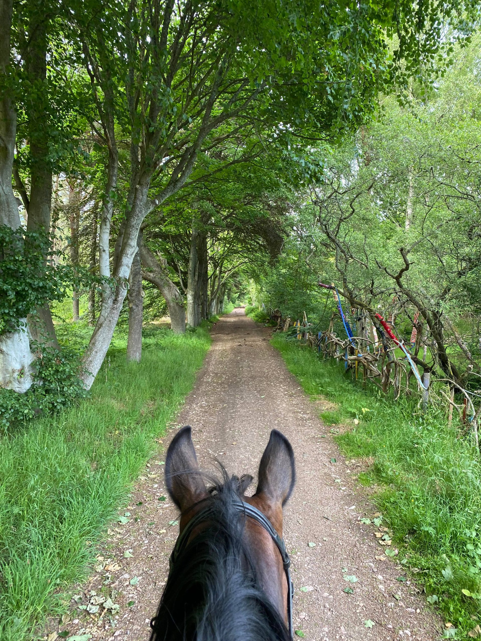 Kinshaldy Riding Stables – Pony Rides, Hacking, Lessons and much more!